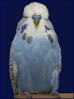Grauflügel Dunkelblau (Kobaltblau)