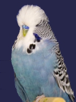 Schiefer